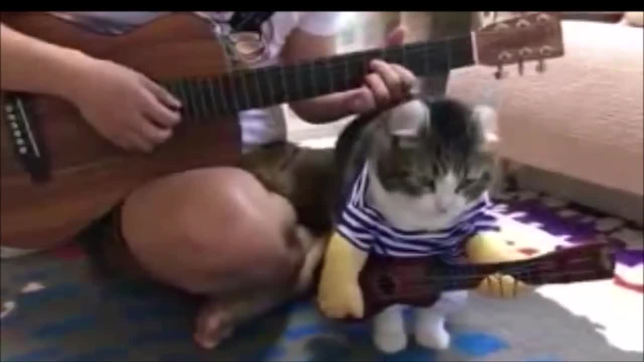 Kittens Playing together and Cute Cat wants to play the guitar