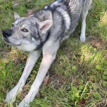 TOP 10 Dog Breeds That Look Like Wolves #shorts #shortsfeed #dogshorts