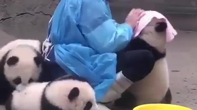 Baby panda in the bath