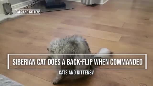 Siberian Cat Does Back Flips When Instructed
