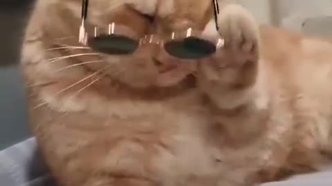 Funny cats videos with glasses