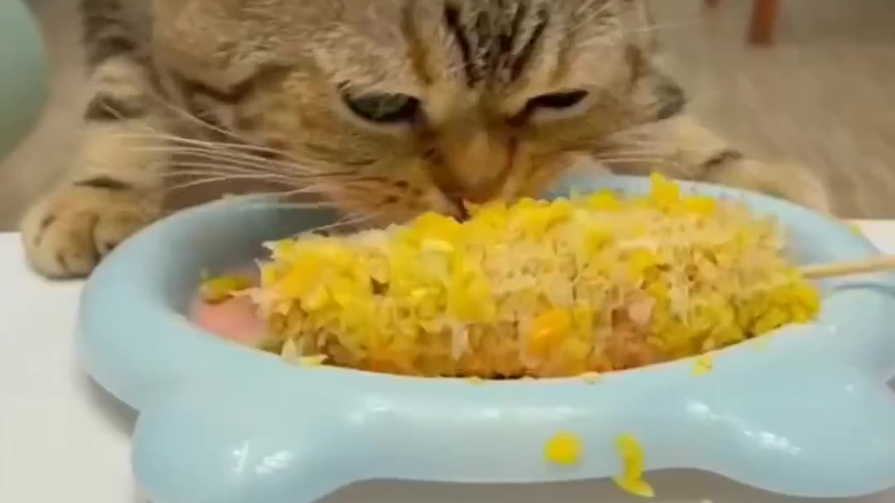 THIS CAT CAN EAT ANY TYPE OF FOOD!!..MUST WATCH!!