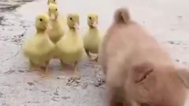 A Cute Puppy Became The Boss Of Five Ducklings