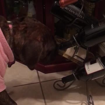 My puppy is a wino and discovered the taste of wine.