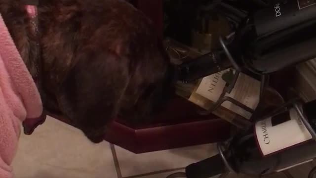 My puppy is a wino and discovered the taste of wine.