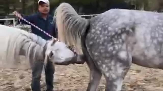 Best wild horses Mare revotutionizing young foals future stalions Horses...