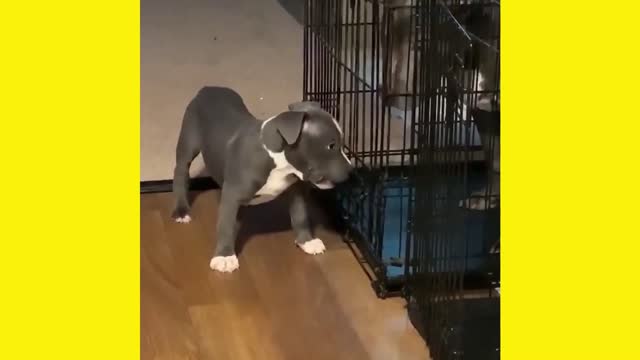 Cute opening the door for mom