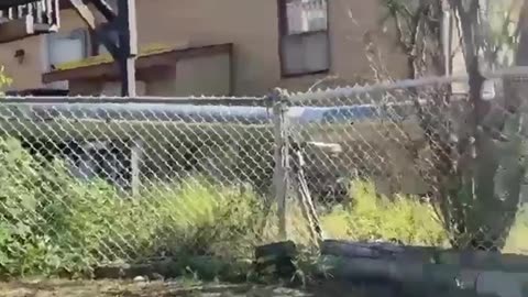 Wooden Swing Set Collapses On Playful Adults