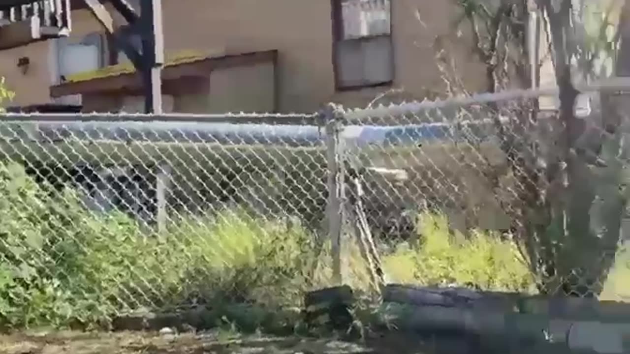 Wooden Swing Set Collapses On Playful Adults