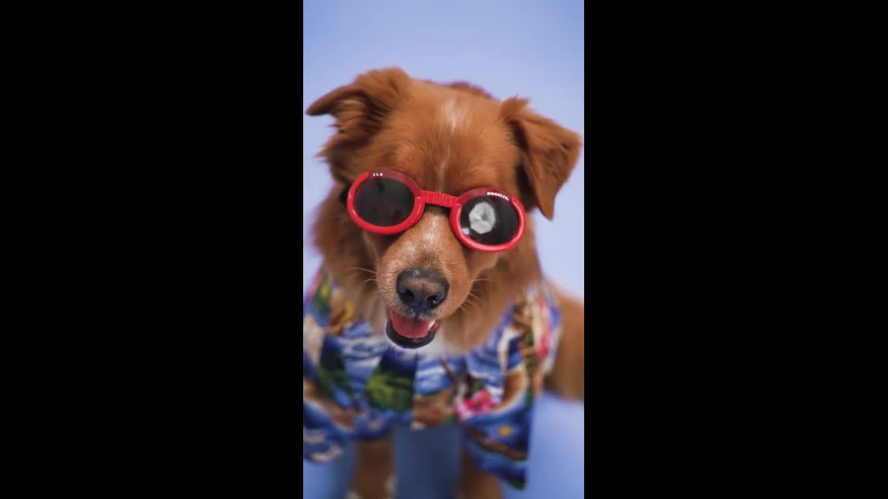 A Dog with Red Sunglasses