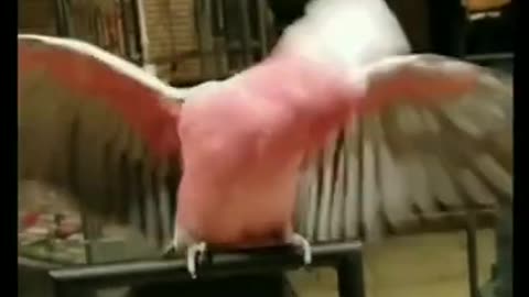 Parrots Dancing - A Funny Parrot Videos Compilation 2021 #shorts