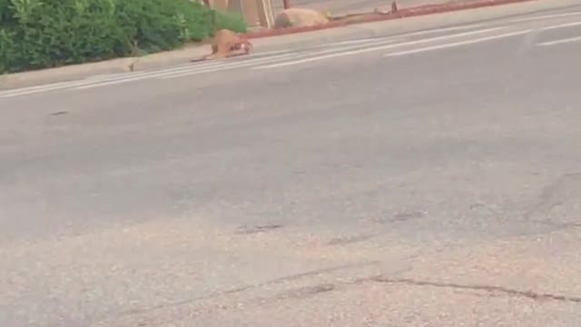 Officer Unable to Avoid Deer on Highway