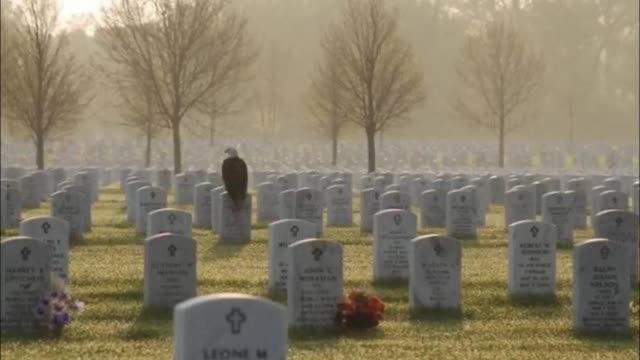 American Bald Eagle Waiting For Trump 2024