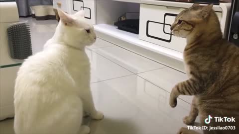 Cats talking ! These Cats can speak English better than H.....s-1080p