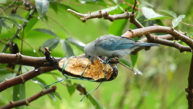 birds-tits-blue-tit-great-tit-wind