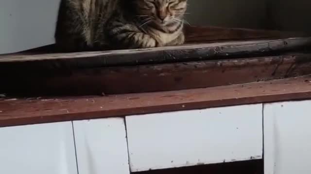 CAT 🐈