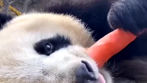 Cute panda eating ##animal ### cute panda ####$$$$vkj