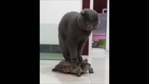 Cat the turtle ride