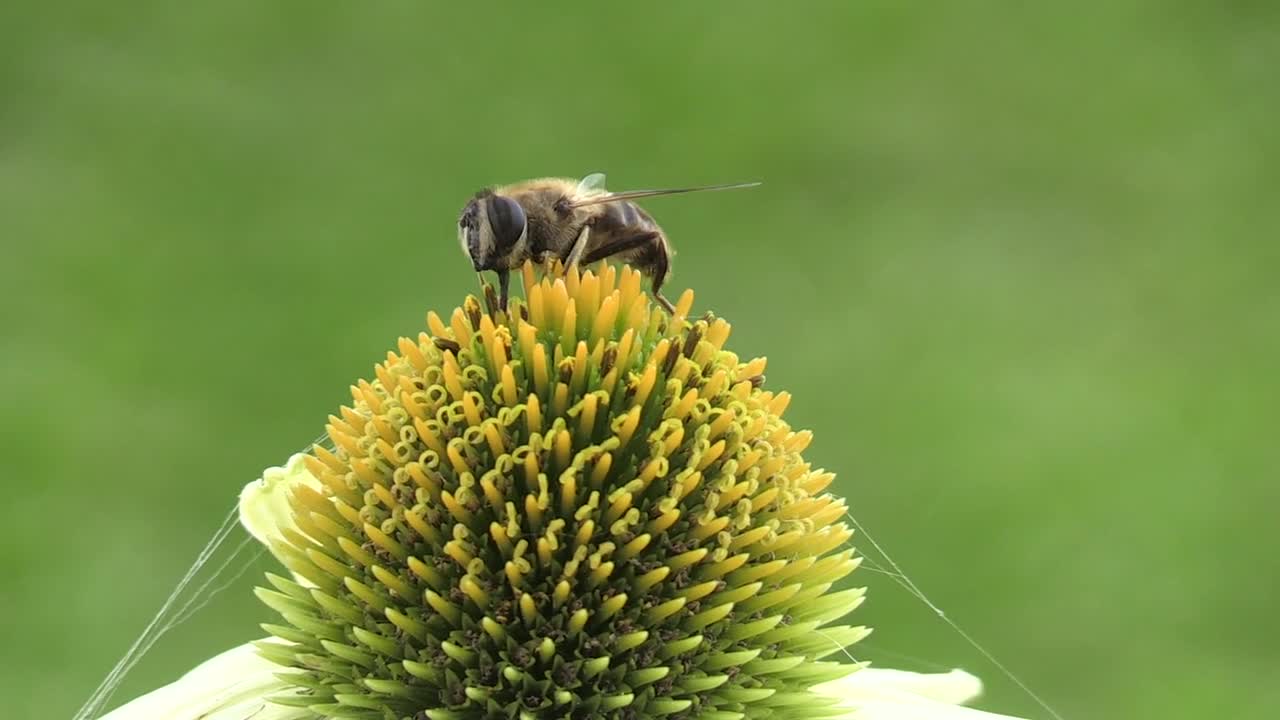 A Honey Bee on a Flower