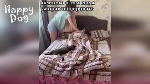 ПРИКОЛЫ С ЖИВОТНЫМИ 😺🐶 Смешные Животные Собаки Смешные Коты Приколы с котами Забавные Животные