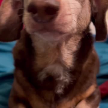 Good Morning, Hot Dog!