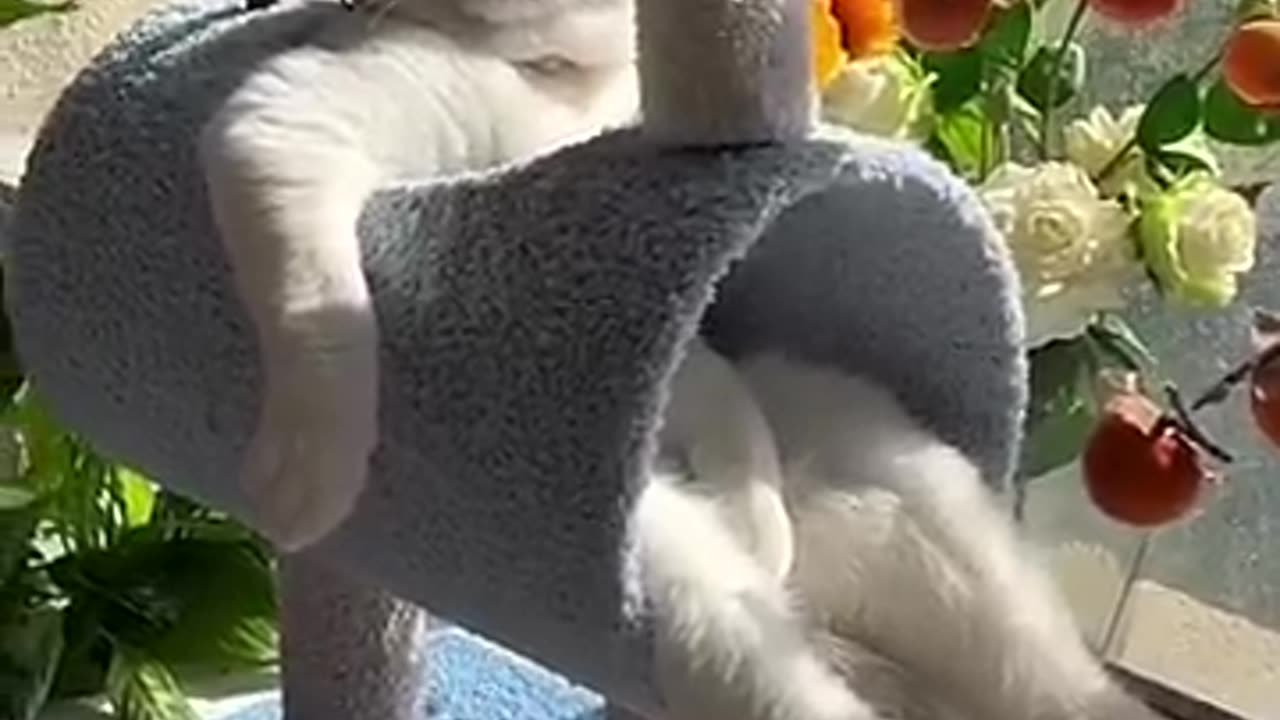 LOL,_Super_Funny_Cute_Cats_Videos_Best_Moments_of_Cats_Shorts_πΊπ