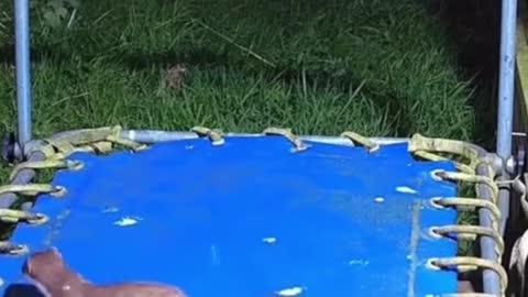 Trampoline is not just human beings like to play, animals also like, ha ha!24