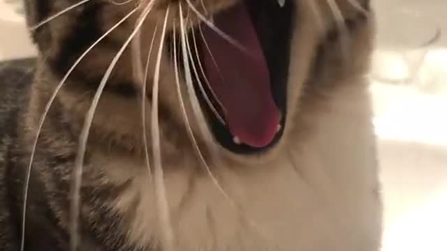 This cat sings so well