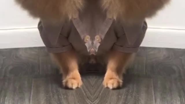 Are Dogs Secretly Aliens
