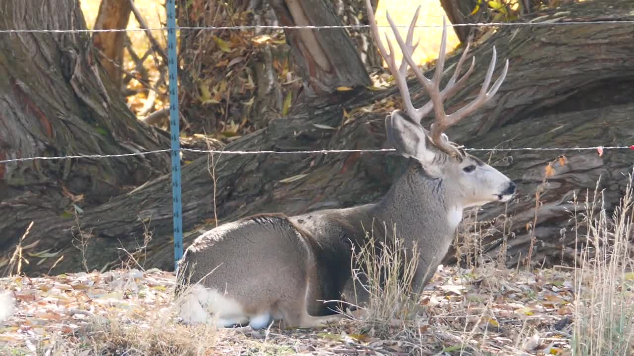 Slow Motion Of A Big Mule Deer Buck With Antlers In A Field Eating Grass