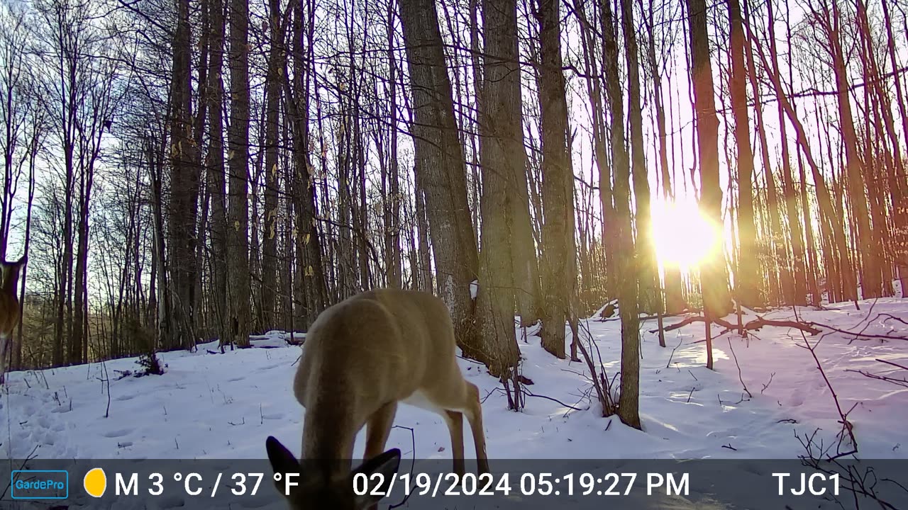 Yearling Deer at Sunset