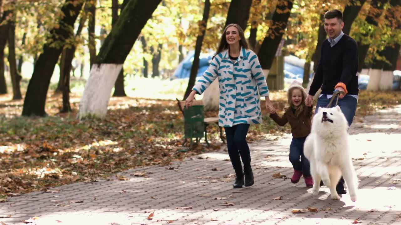 Happy family have a walk with their white somoyed dog in the park on sunny day