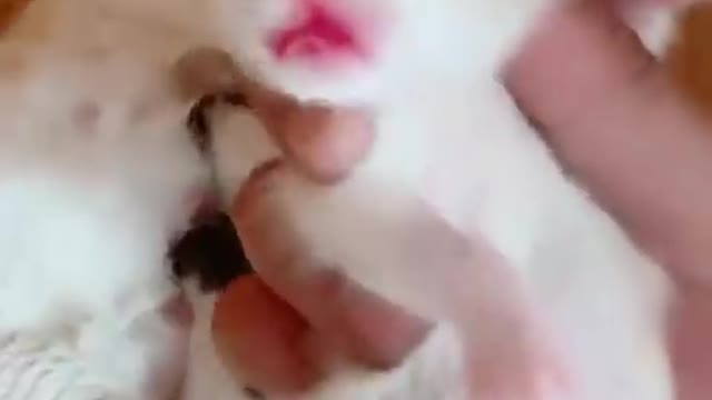 Funny Cats and Dogs - Video 5