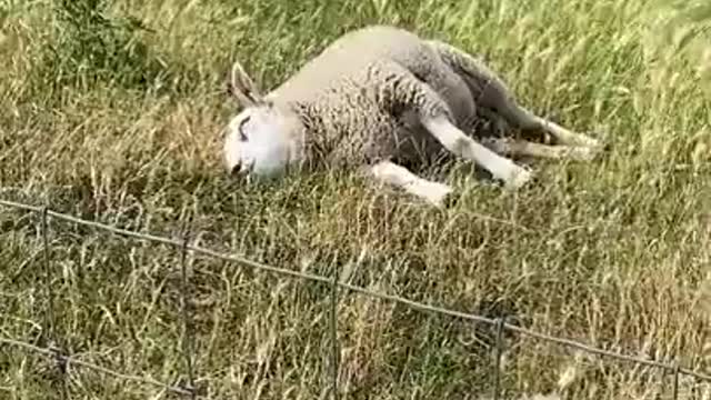 Sheep Sleeping video | Funny video | Viral video | Funny meme | Whatsapp status