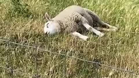 Sheep Sleeping video | Funny video | Viral video | Funny meme | Whatsapp status