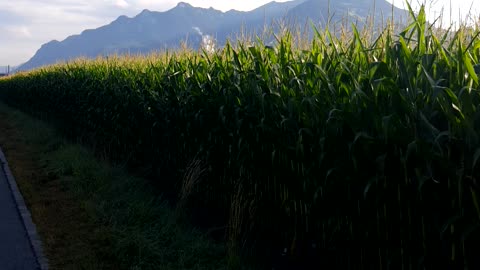 Blue sky in Switzerland with nature