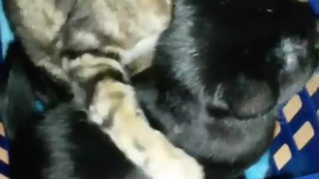 Funny cat chat 🐱🐱🐱