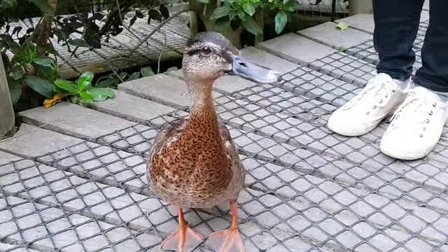 A duck who's asking for food.