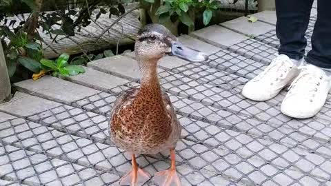 A duck who's asking for food.