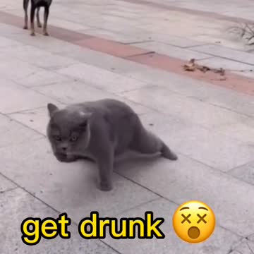 Cat getting drunk