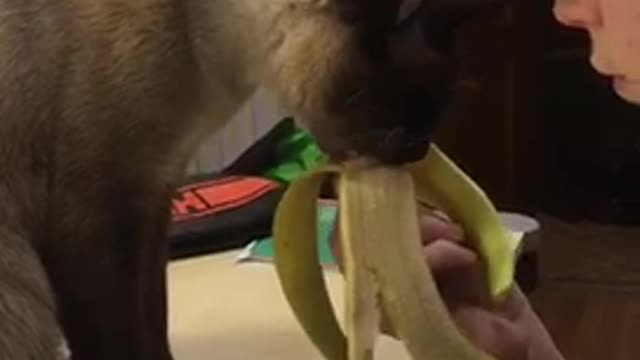 Cat eat banana