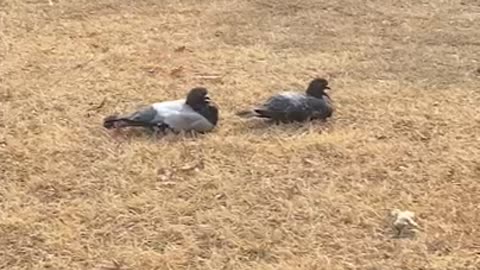 Two pigeons look more peaceful in a peaceful park