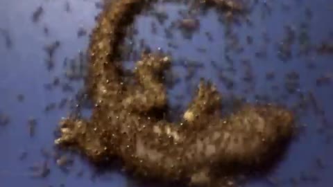 Time lapse - whole gecko eaten by ants in just a few hours!