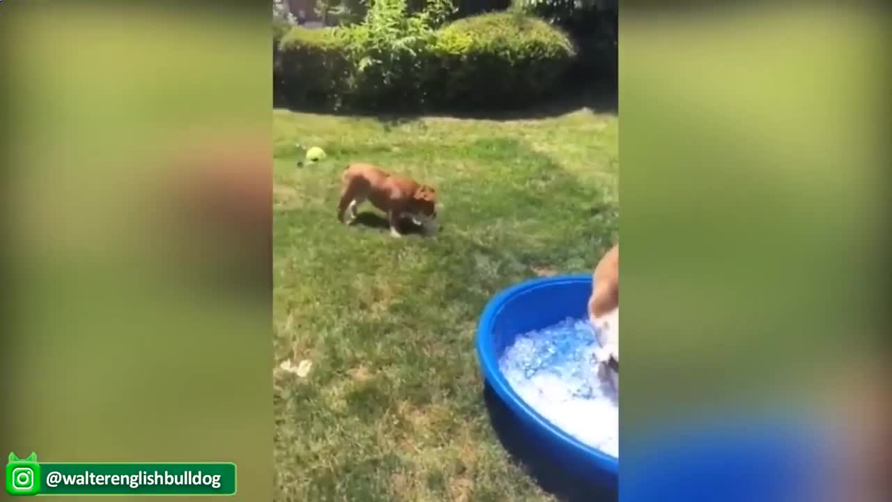 cute pets