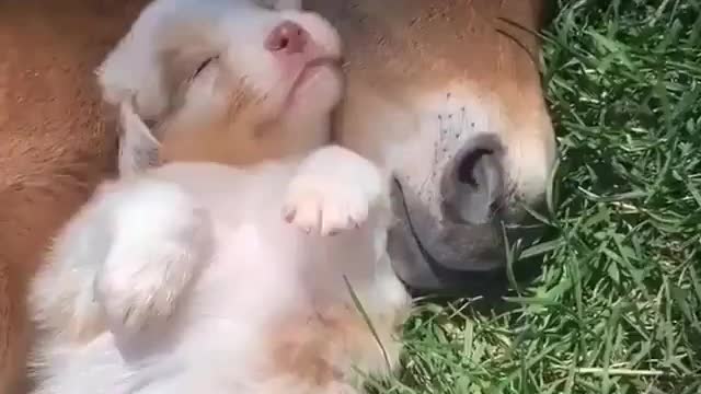 Baby Animals - I just thought everyone would need this right now