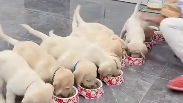 Baby Animals 1 Minutes of Funny Cats and Dogs Videos 2021