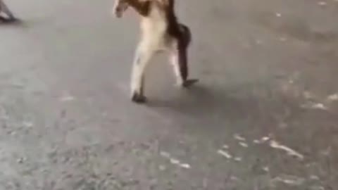 Monkey walking on front two legs