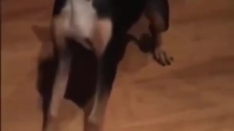 Funny Dog