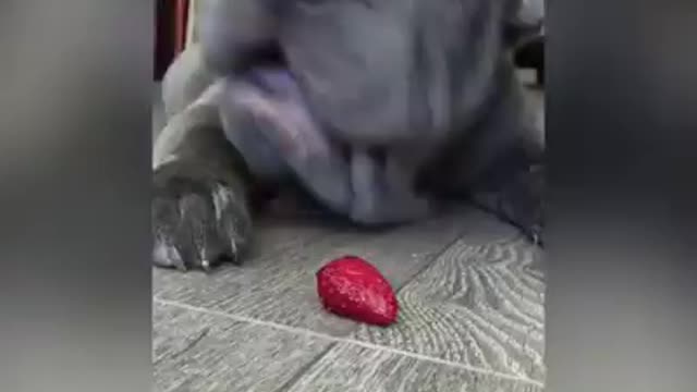 Funny and smart dog 8