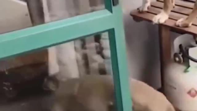 funny dogs and cute cats